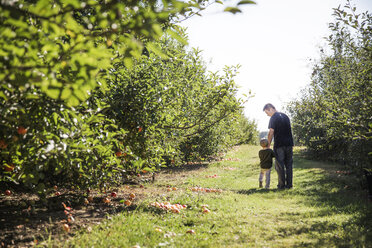 Rückansicht von Vater und Sohn, die auf einem Feld in einer Apfelplantage spazieren gehen - CAVF42976