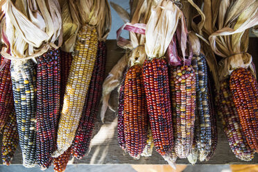 Close-up of colorful corns hanging against wood - CAVF42978