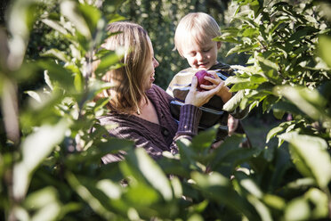 Mutter zeigt ihrem Sohn im Obstgarten stehend einen Apfel - CAVF42987