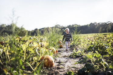 Boy running in pumpkin field - CAVF42993