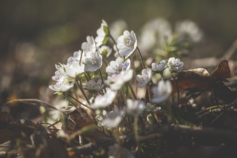 Weiße Leberblümchen, lizenzfreies Stockfoto