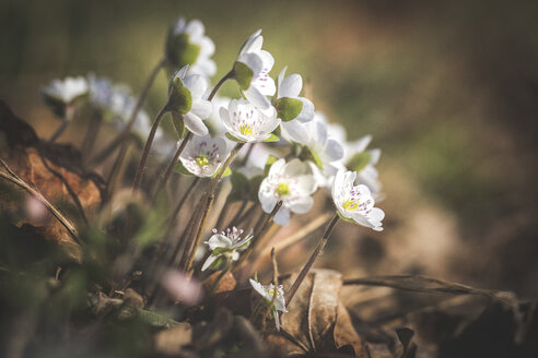 Blüten von weißen Leberblümchen - ASCF00847