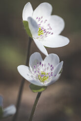 Two blossoms of white Liverworts, close-up - ASCF00848