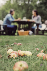 Äpfel auf Gras in einem Obstgarten mit einem Paar beim Frühstück - MASF05151