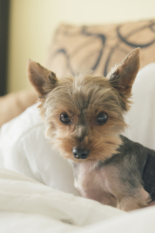 Portrait of yorkshire terrier stock photo
