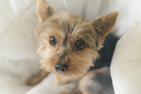 Portrait of yorkshire terrier sitting on dog pillow stock photo