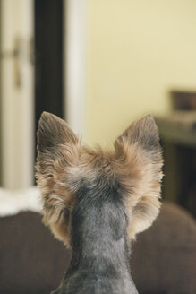 Porträt eines Yorkshire-Terriers, Rückenansicht, Blick zur Tür - SKCF00430