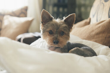 Porträt eines Yorkshire-Terriers auf einem Hundekissen liegend - SKCF00431