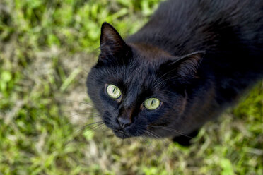 Porträt einer schwarzen Katze auf einer Wiese - SARF03669