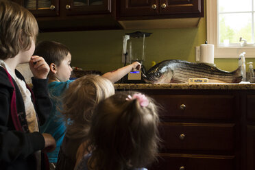 Siblings looking at fish in kitchen at home - CAVF43122