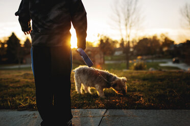 Tiefschnitt eines Jungen mit Yorkshire Terrier im Park bei Sonnenuntergang - CAVF43477