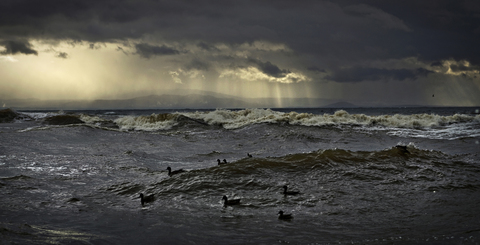Vögel schwimmen auf Wellen gegen bewölkten Himmel, lizenzfreies Stockfoto
