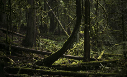 Trees growing at forest - CAVF43574