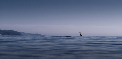 Silhouette bird in sea against sky - CAVF43575