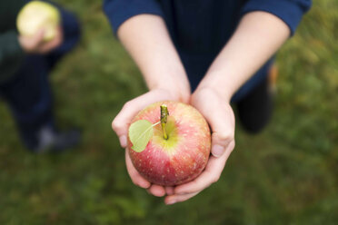 Low section of boy holding apple while standing on grassy field in backyard - CAVF43635