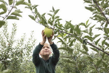 Junge pflückt Apfel von Baum in Obstgarten gegen klaren Himmel - CAVF43636