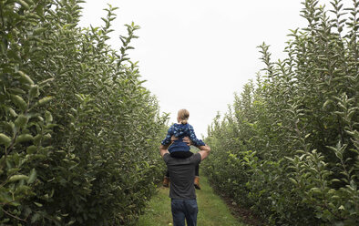 Rückansicht eines Vaters, der seine Tochter auf den Schultern trägt, während er in einem Obstgarten spazieren geht - CAVF43639