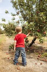 Rückansicht eines Jungen, der Äpfel im Obstgarten pflückt - CAVF43788