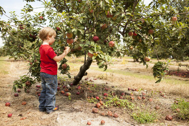 Seitenansicht eines Jungen, der Äpfel im Obstgarten pflückt - CAVF43789