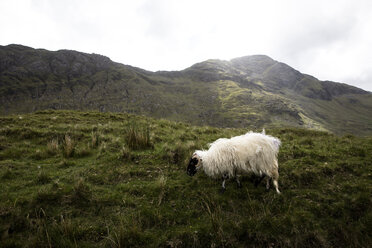 Schafe grasen auf einem grasbewachsenen Feld gegen den Himmel - CAVF43815
