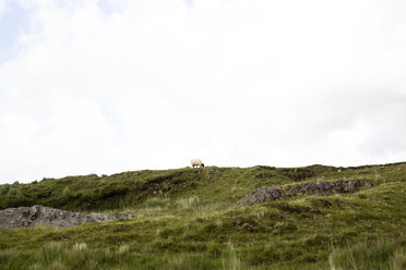 Blick auf Schafe in mittlerer Entfernung, die auf einem Feld vor dem Himmel grasen - CAVF43816