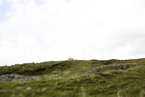 Mid distance view of sheep grazing on field against sky - CAVF43816