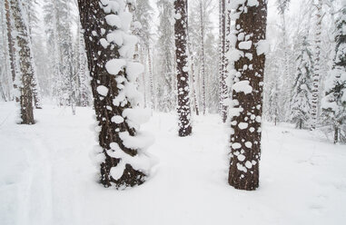 Bäume auf schneebedecktem Feld - CAVF43863