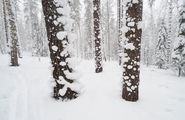 Trees on snow covered field - CAVF43863