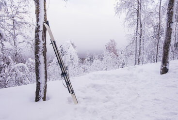 Ski am Baum auf schneebedecktem Feld im Wald - CAVF43865