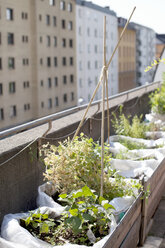 Topfpflanzen in Holzkiste im urbanen Garten - MASF06007