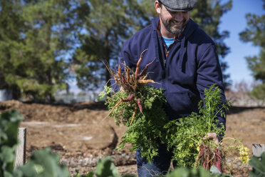 Farmer harvesting carrots at farm - CAVF44132