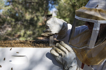 Nahaufnahme einer Imkerin bei der Arbeit am Bienenstock - CAVF44134
