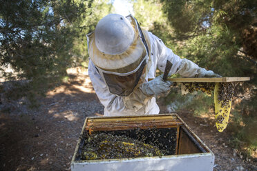 Imkerin bei der Arbeit an einem Bienenstock, während sie auf einem Feld steht - CAVF44135