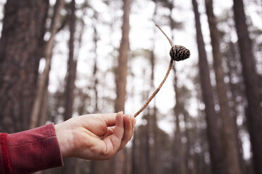 Boy's (6-7) hand holding branch with pine cone - CAVF44214