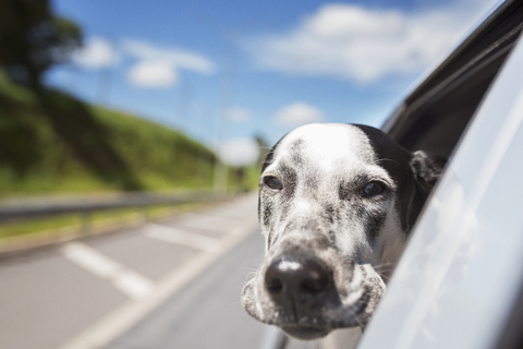 Porträt eines Dalmatiners, der im Auto gegen den Himmel fährt, lizenzfreies Stockfoto