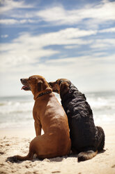 Hunde sitzen am Strand gegen den Himmel - CAVF44701
