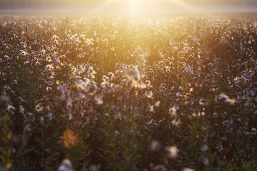 High angle view of plants growing on field in sunny day - CAVF44828