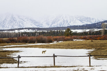 Distant view of wolf walking on snow covered field - CAVF44918