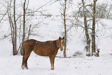 Pferd auf schneebedecktem Feld stehend - CAVF44920