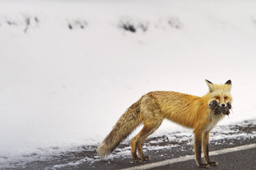 Fuchs mit Beute im Maul auf der Straße neben einem schneebedeckten Feld stehend - CAVF44921