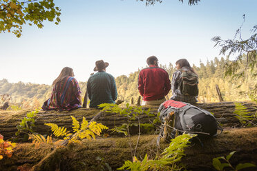 Rückansicht von Freunden, die auf einem umgestürzten Baumstamm im Wald sitzen - CAVF44955