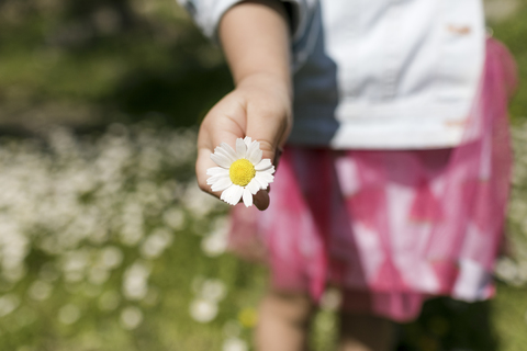 Mädchenhand hält Blume, Nahaufnahme, lizenzfreies Stockfoto