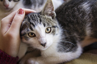 Ausgeschnittenes Bild einer Frau, die eine Katze zu Hause streichelt - CAVF45447