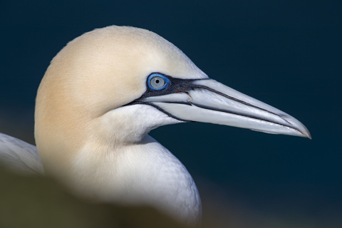 Portrait of gannet, Morus bassanus stock photo