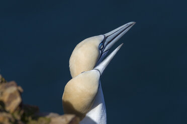 Ein paar Basstölpel, Morus bassanus - MJOF01488