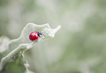 Marienkäfer auf einem Blatt - CZF00322