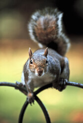 Nahaufnahme eines Eichhörnchens, das in die Kamera schaut - MASF06713