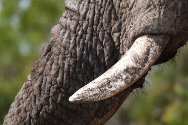 Close-up of African elephant's trunk - CAVF45696