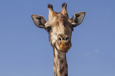 Porträt einer Giraffe gegen einen klaren blauen Himmel an einem sonnigen Tag - CAVF45701