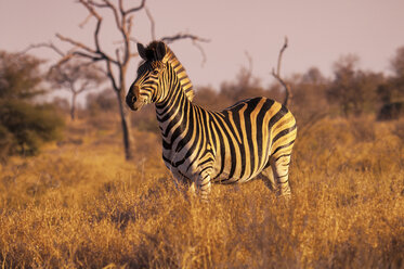 Seitenansicht eines Zebras auf einem grasbewachsenen Feld gegen den Himmel - CAVF45705